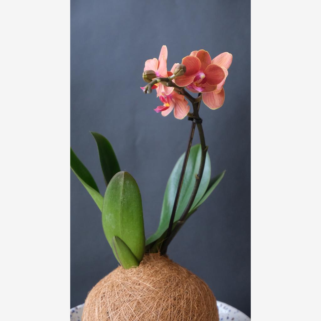 Кокедама Орхидея "PEACH"