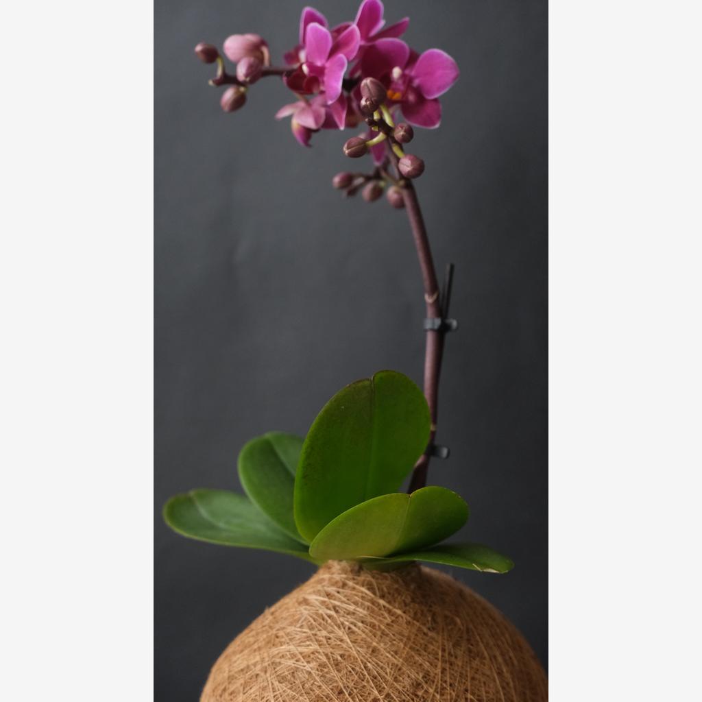 Кокедама Орхидея "VIOLET"