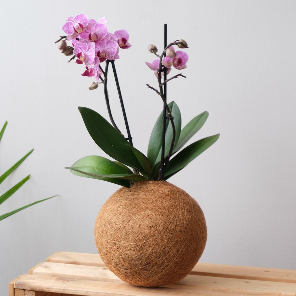 Кокедама Орхидея PINK