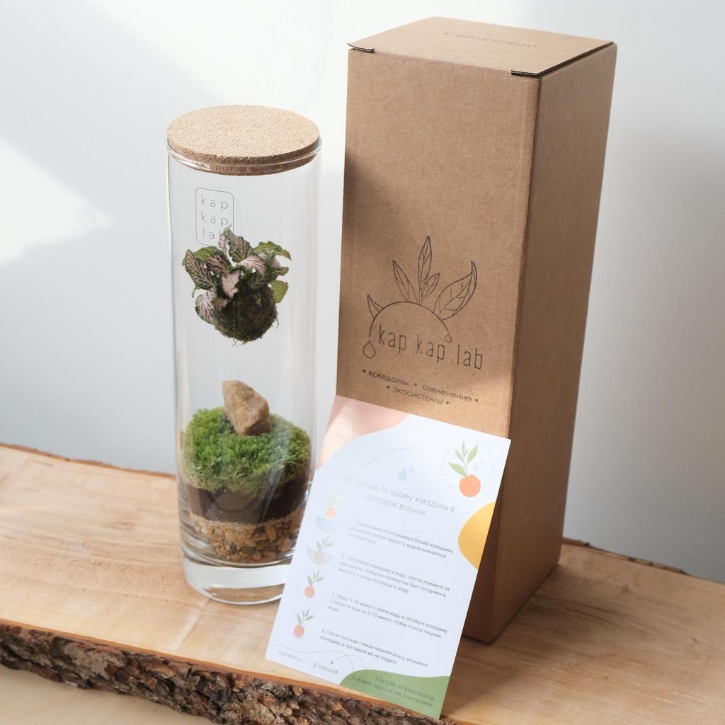 "Тубус" кокедама с фиттонией PINK