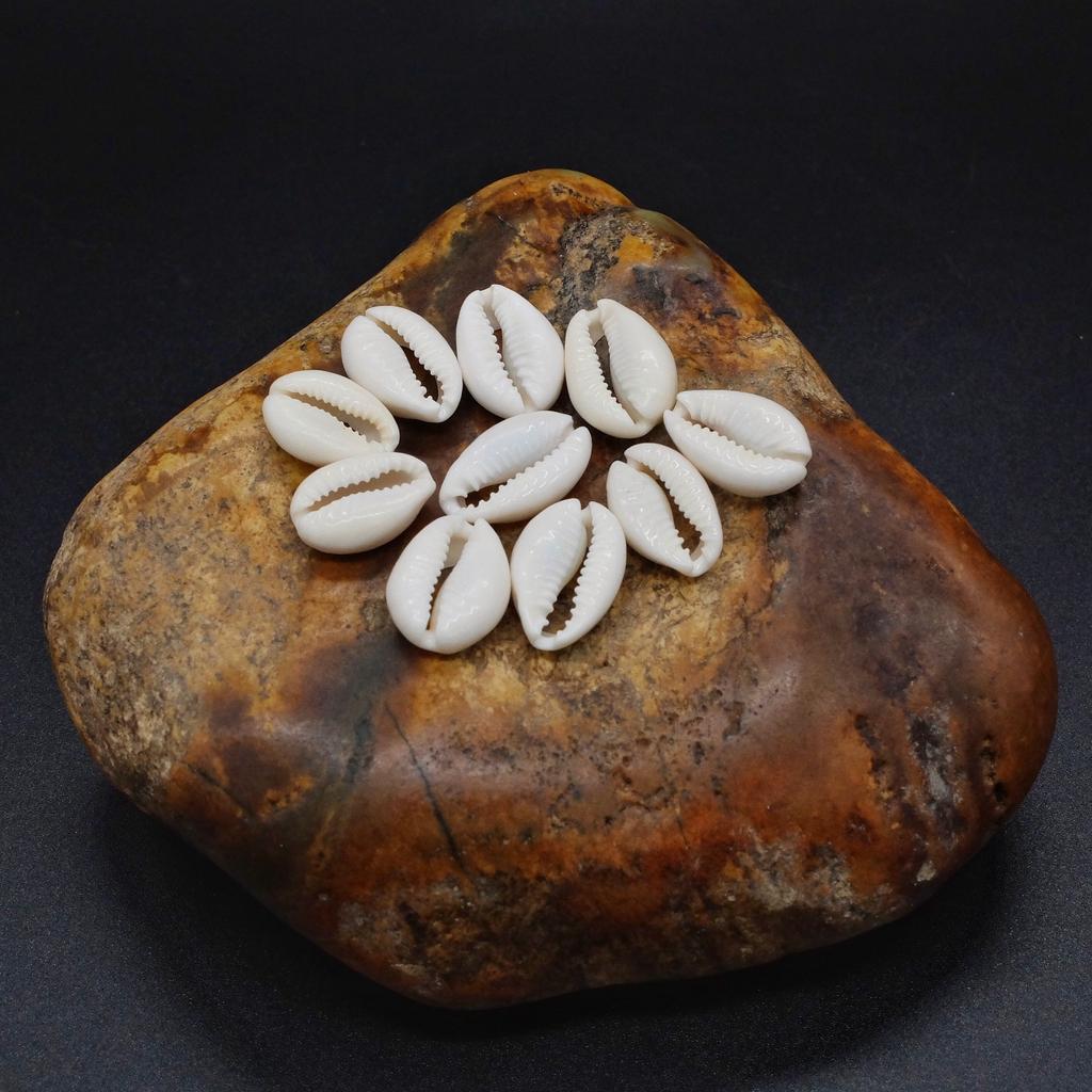 Раковина Каури (10шт)