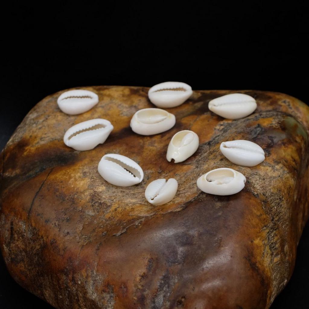 Раковина Каури малая (10шт)