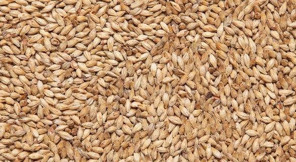 Солод Пэйл эль, 1кг (Курск)