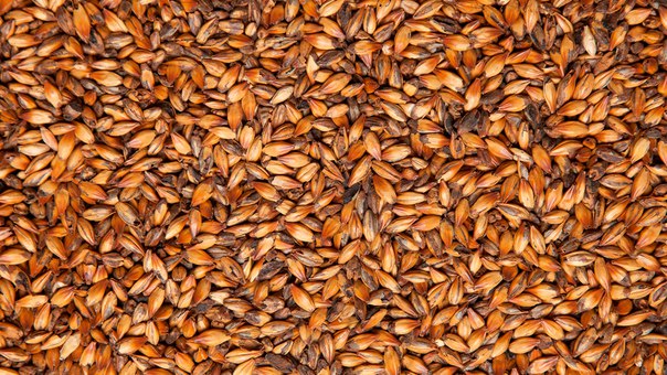 Солод Кара 200, 1кг (Курск)