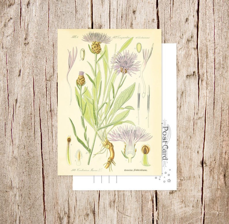 «Василёк луговой» Botanical collection