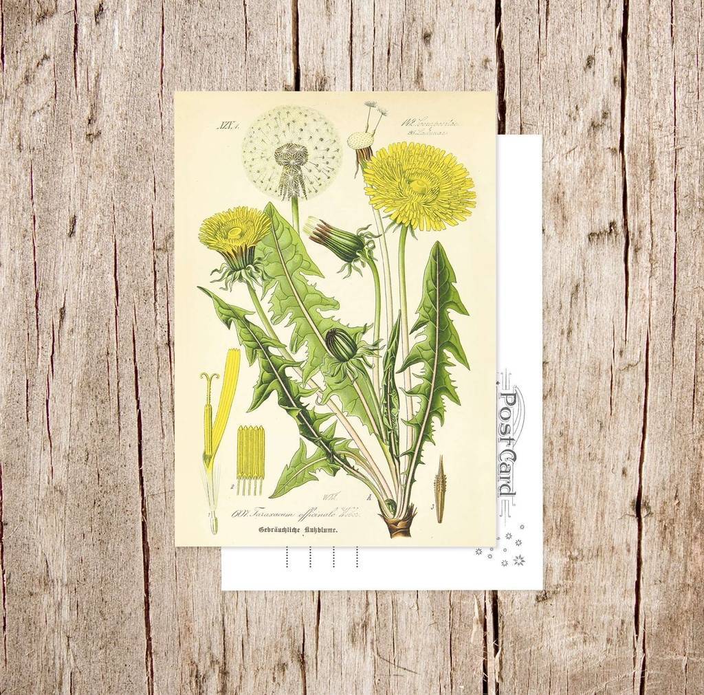 «Одуванчик лекарственный» Botanical collection