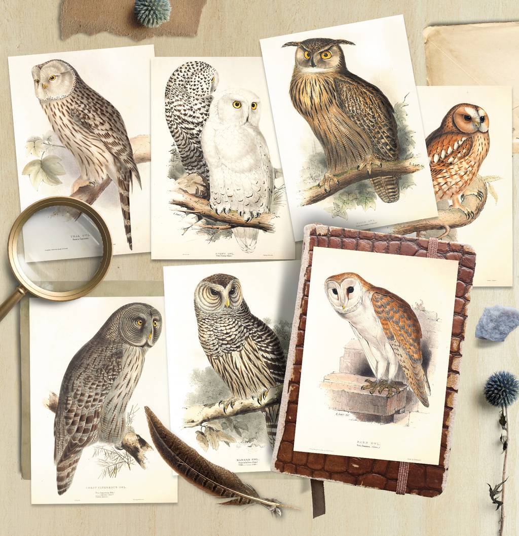 Набор почтовых открыток «Owl collection»
