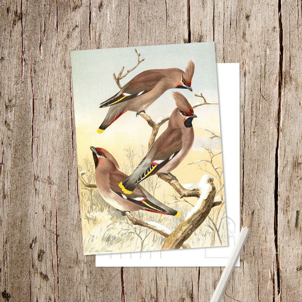 «Свиристель»