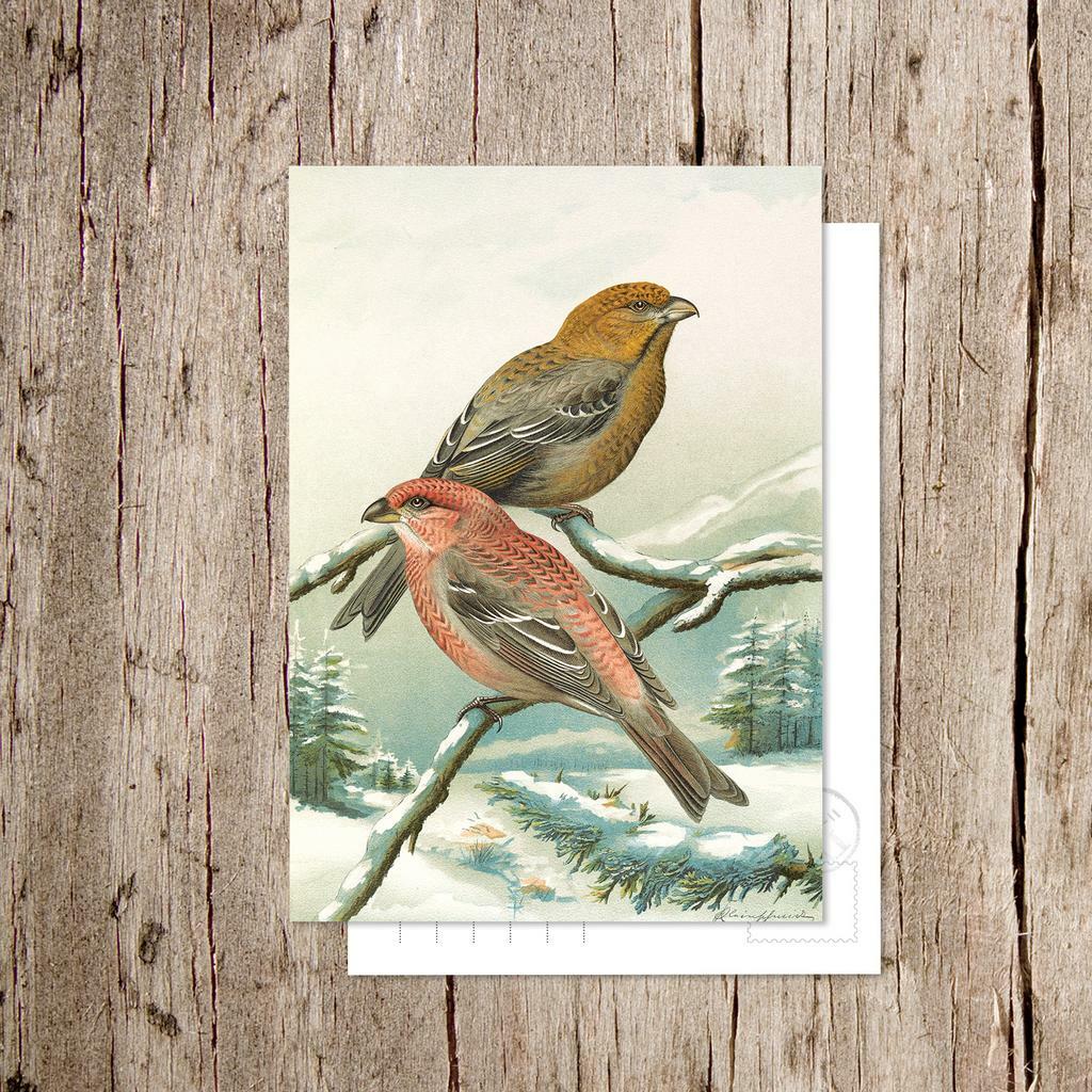 «Щур обыкновенный»