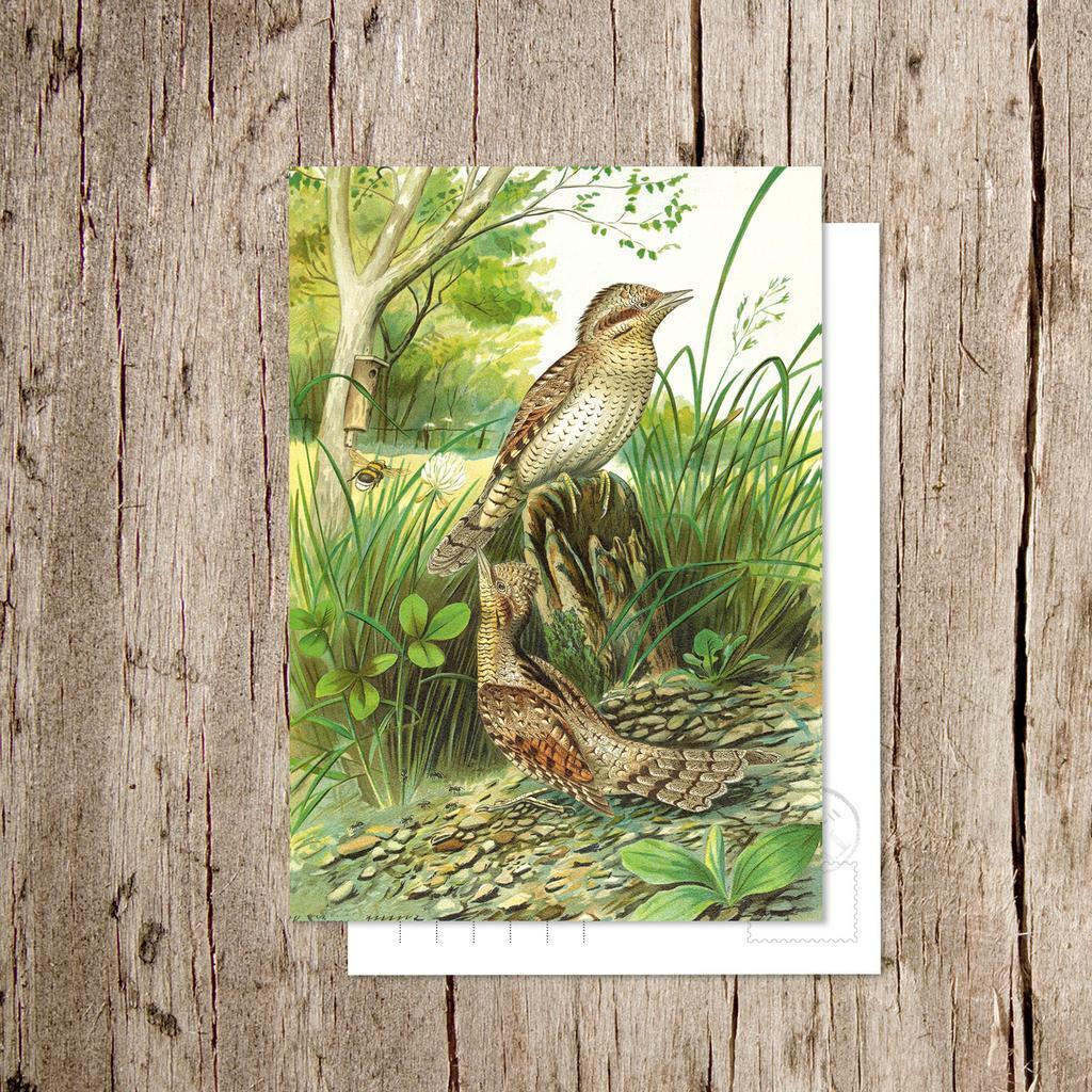 «Вертишейка»