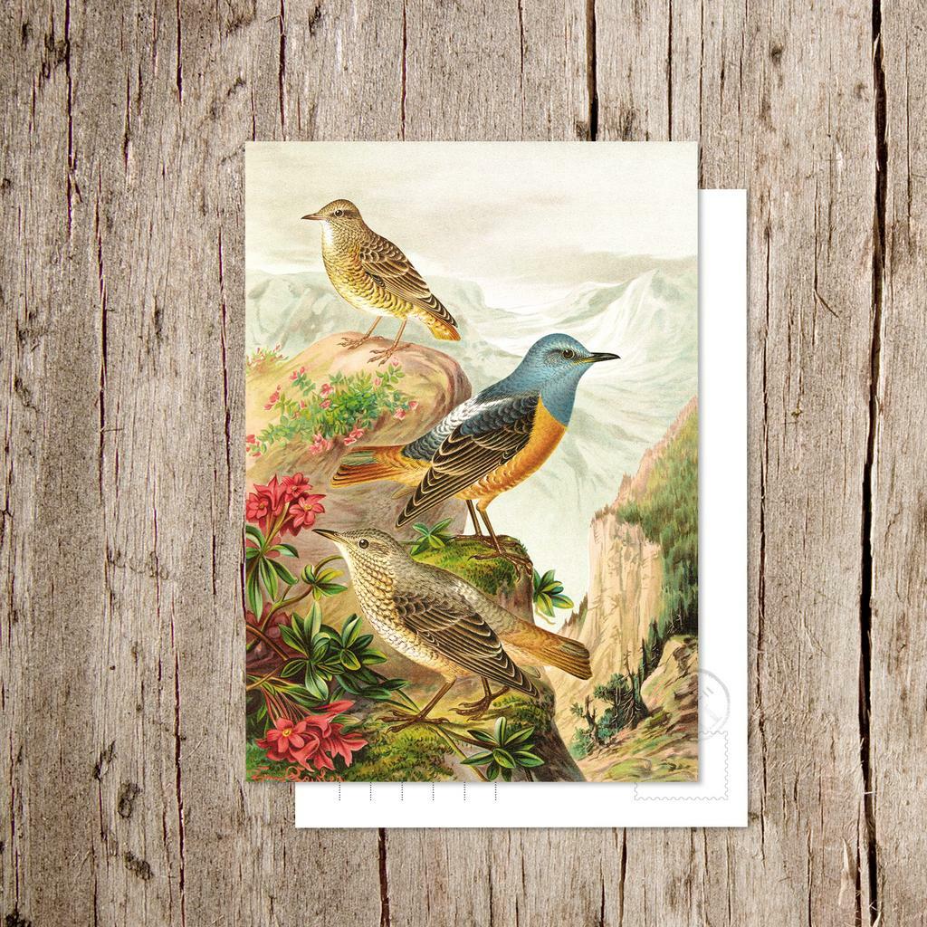 «Пёстрый каменный дрозд»