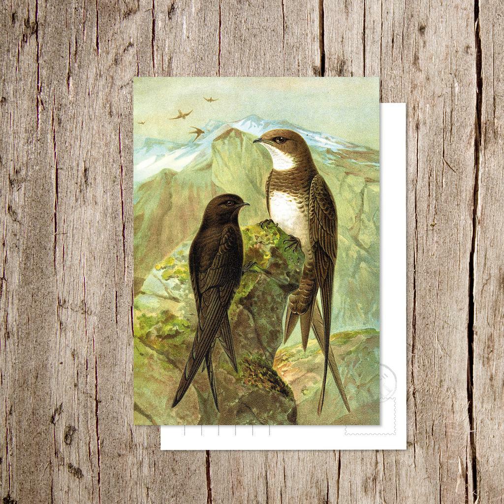 «Белобрюхий стриж»