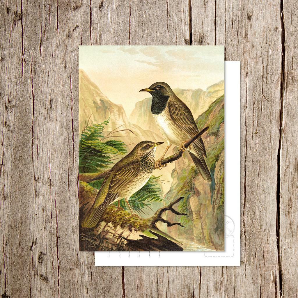 «Чернозобый дрозд»