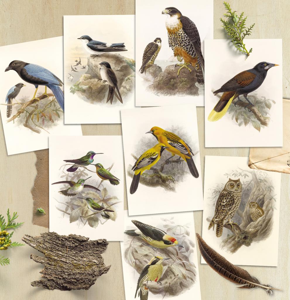 Набор почтовых открыток «Птицы Центральной Америки»