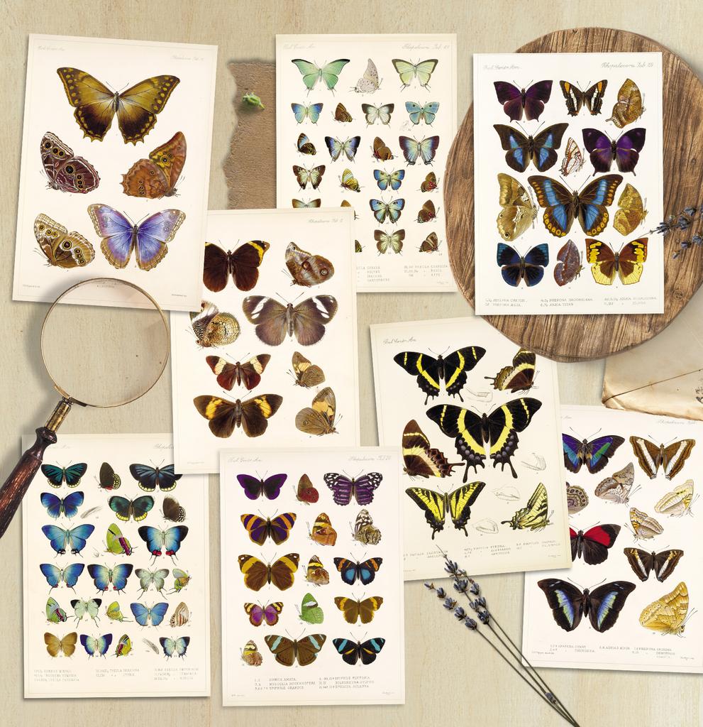 Набор почтовых открыток «Butterfly collection»