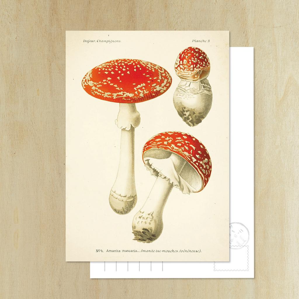 Открытка «Мухомор красный»