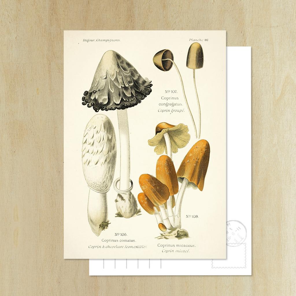 Открытка «Навозник белый»