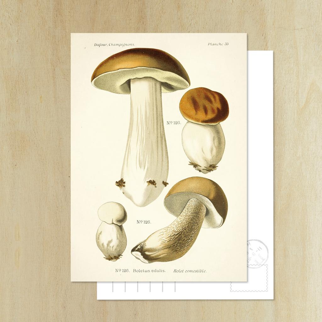 Открытка «Белый гриб»