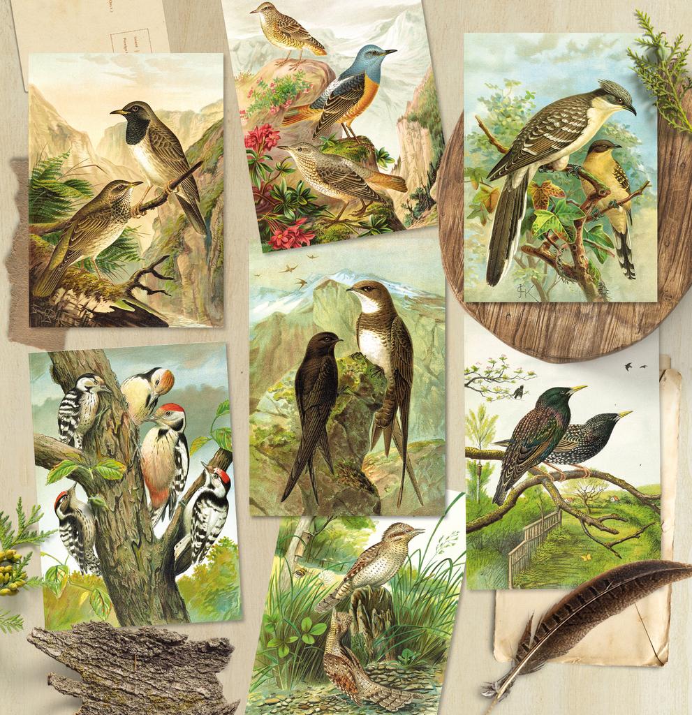 Набор почтовых открыток «Birds»