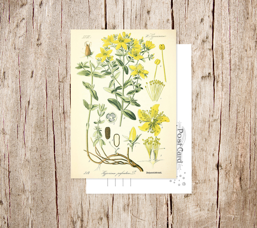 «Зверобой продырявленный» Botanical collection