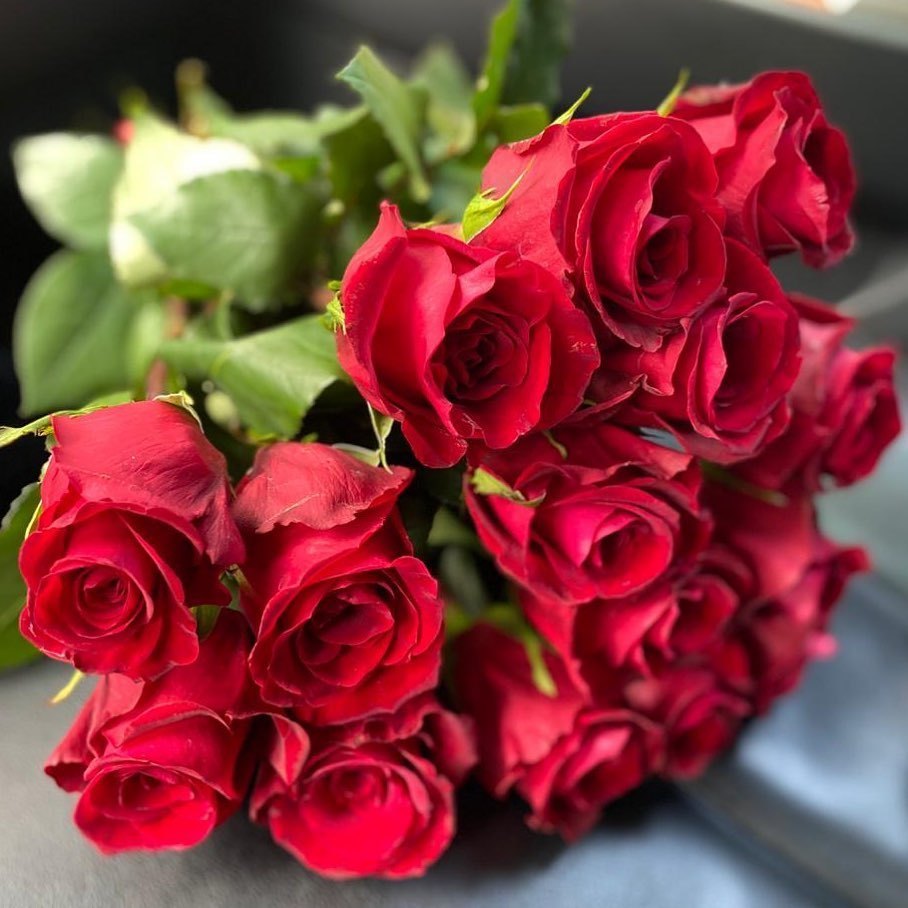 Розы красные Explorer