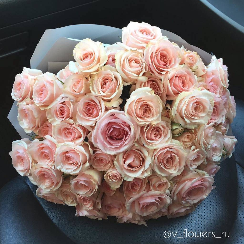 Розы кустовые розовые