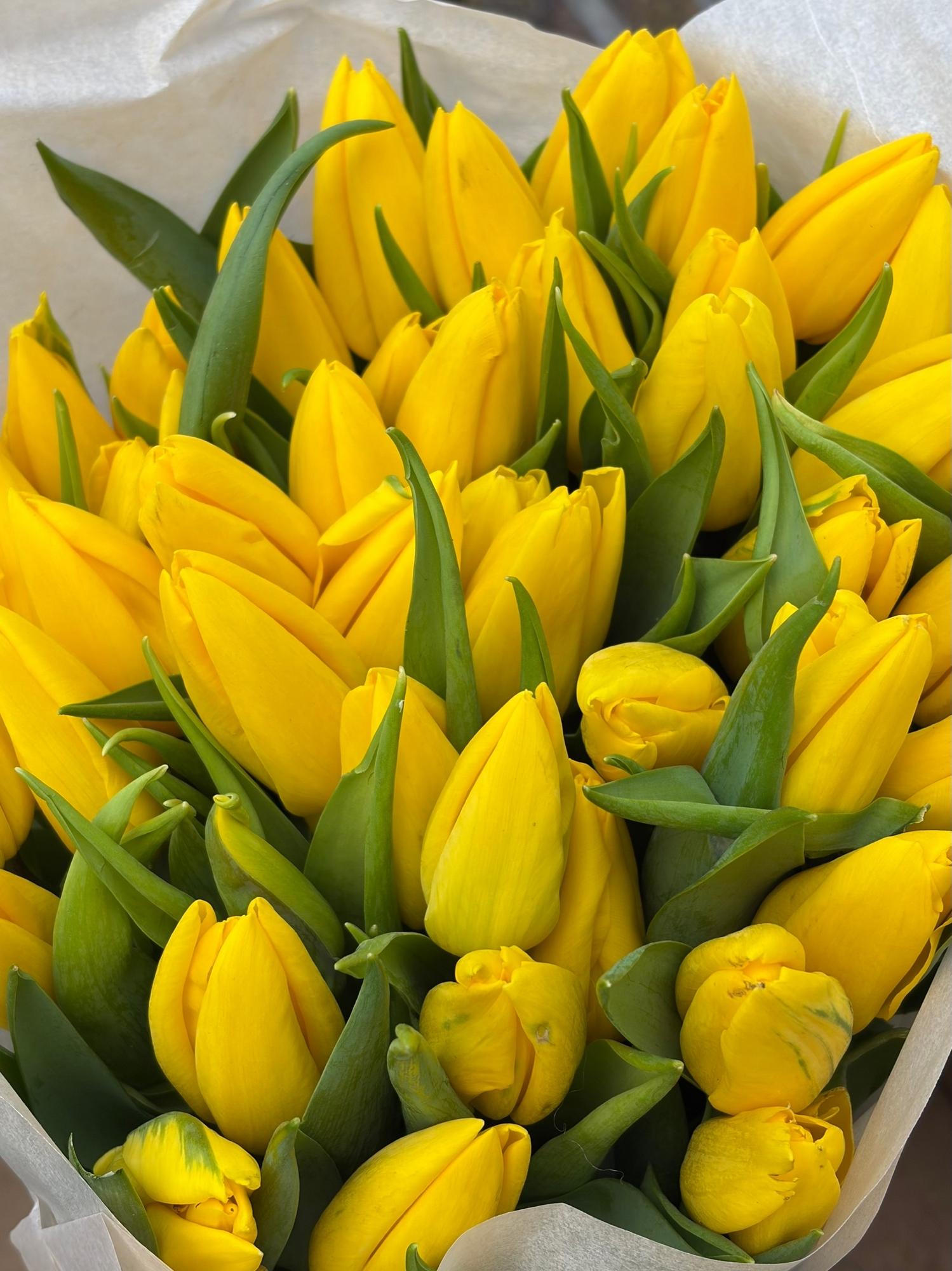 Тюльпаны желтые