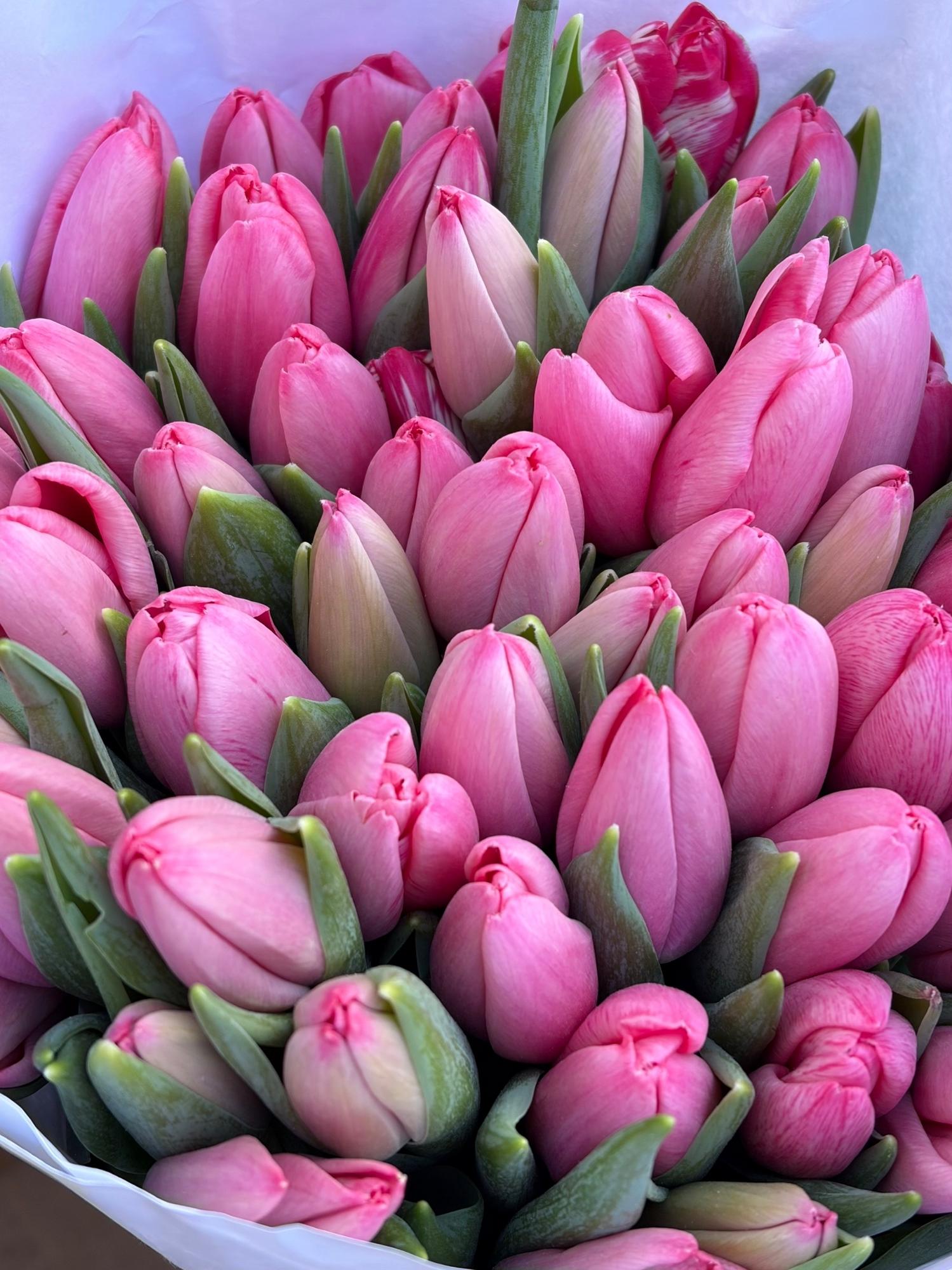 Тюльпаны розовые