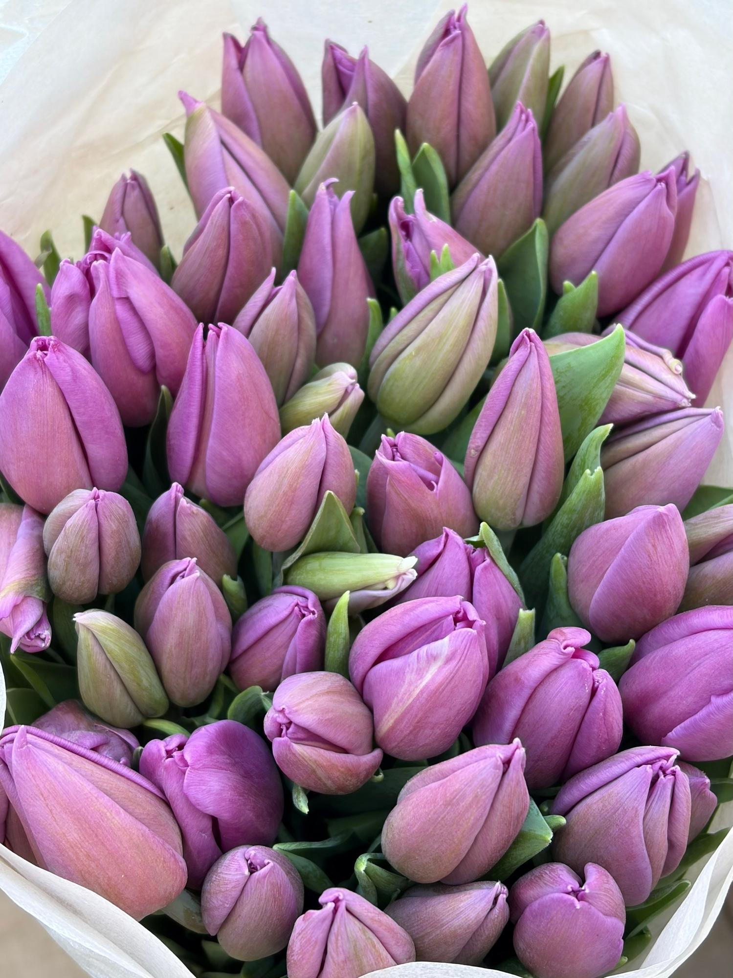 Тюльпаны лавандовые