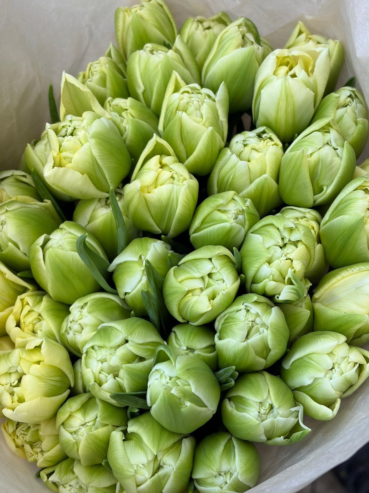 Тюльпаны пионовидные салатовые