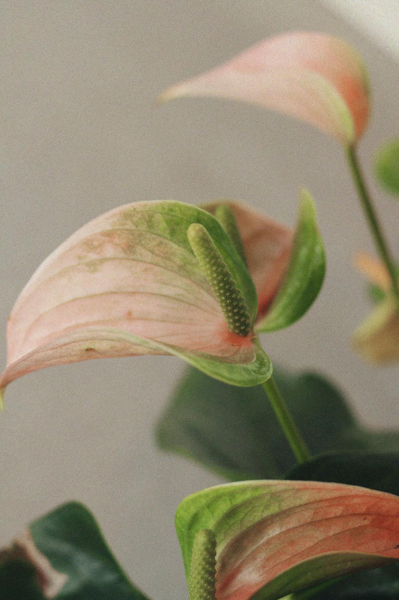 Антуриум Джоли