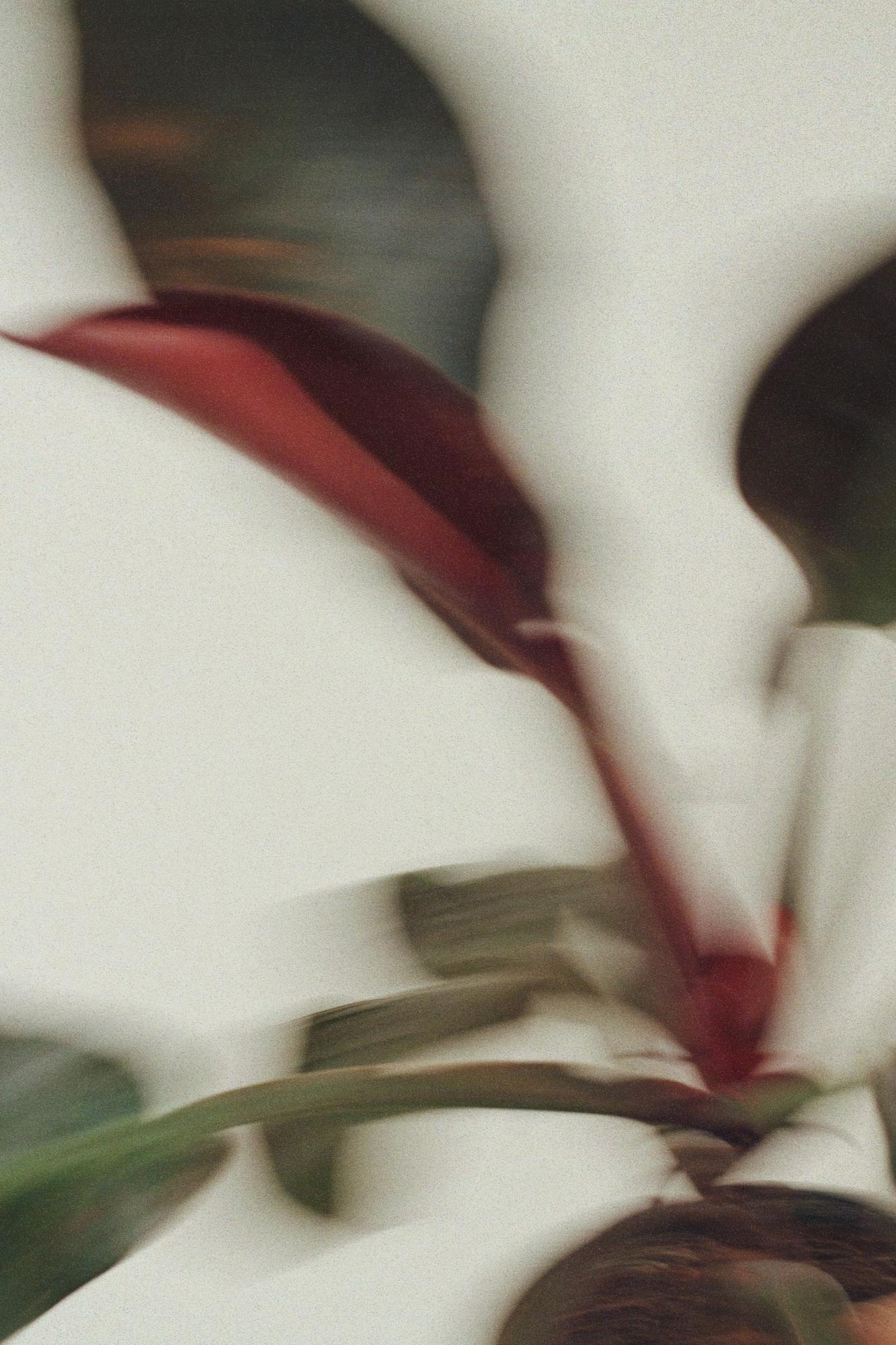 Филодендрон Ред Сан