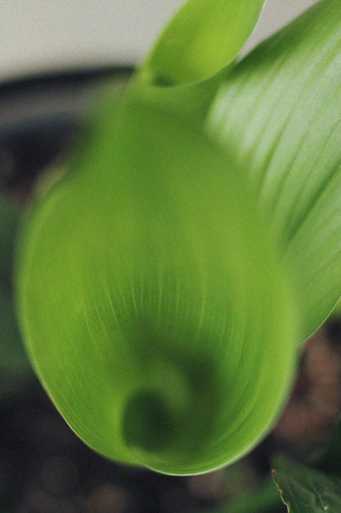 Аспидистра