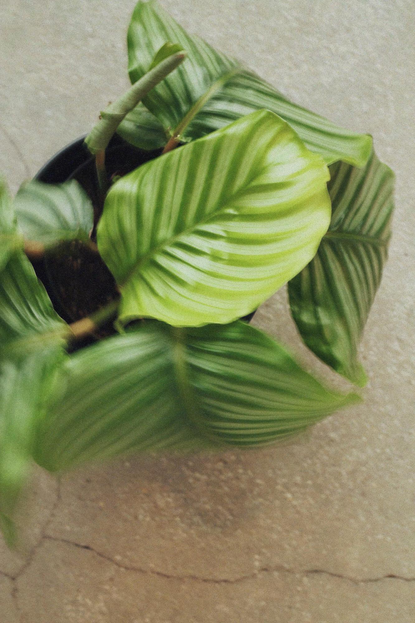 Калатея Орбифолия