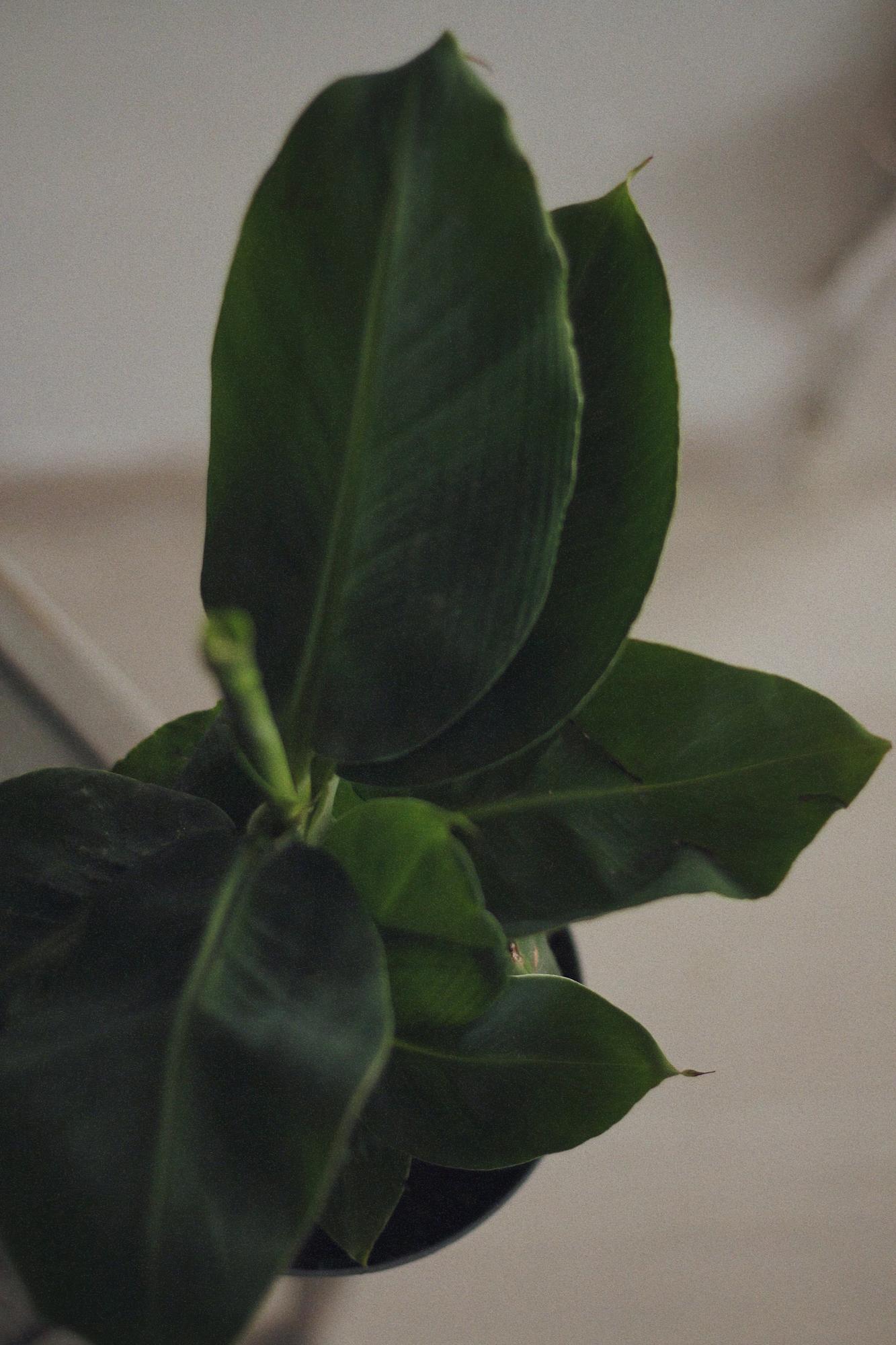 Банан Тропикана