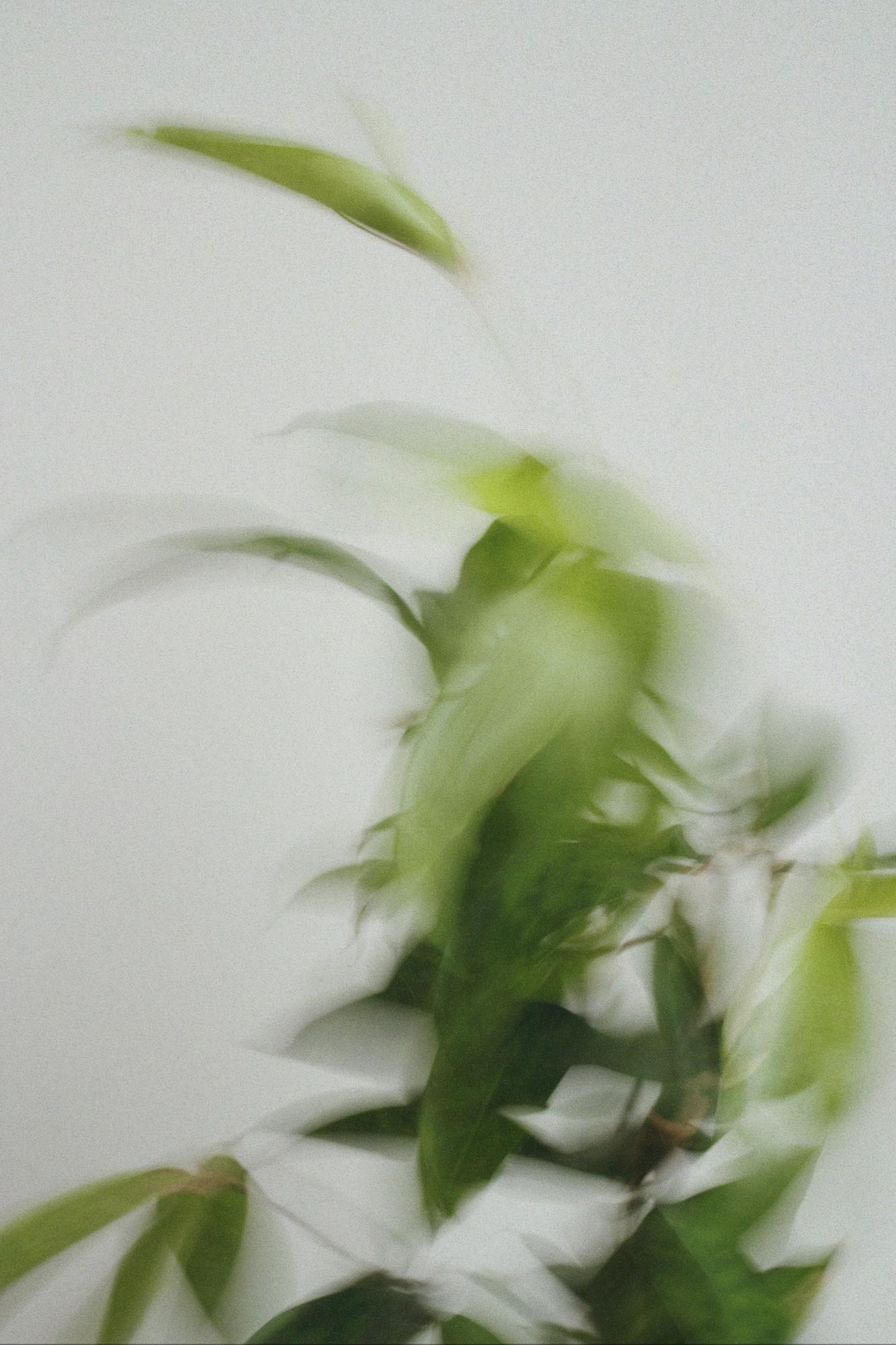 Драцена Суркулоза