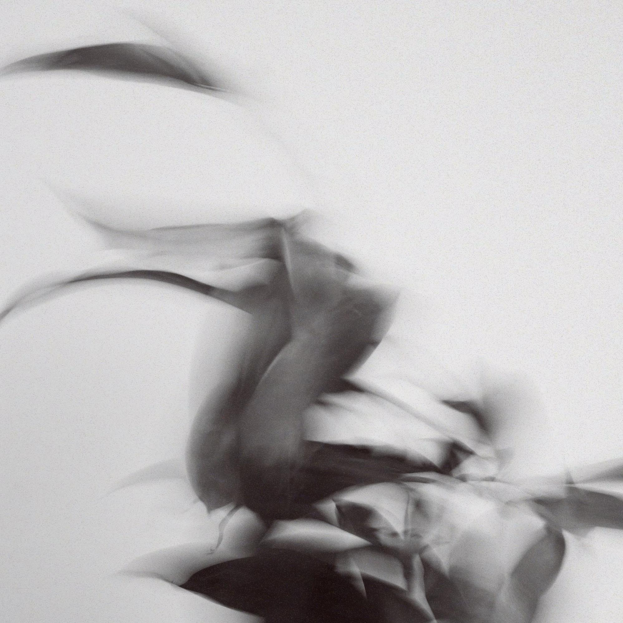 Драцена Суркулоза