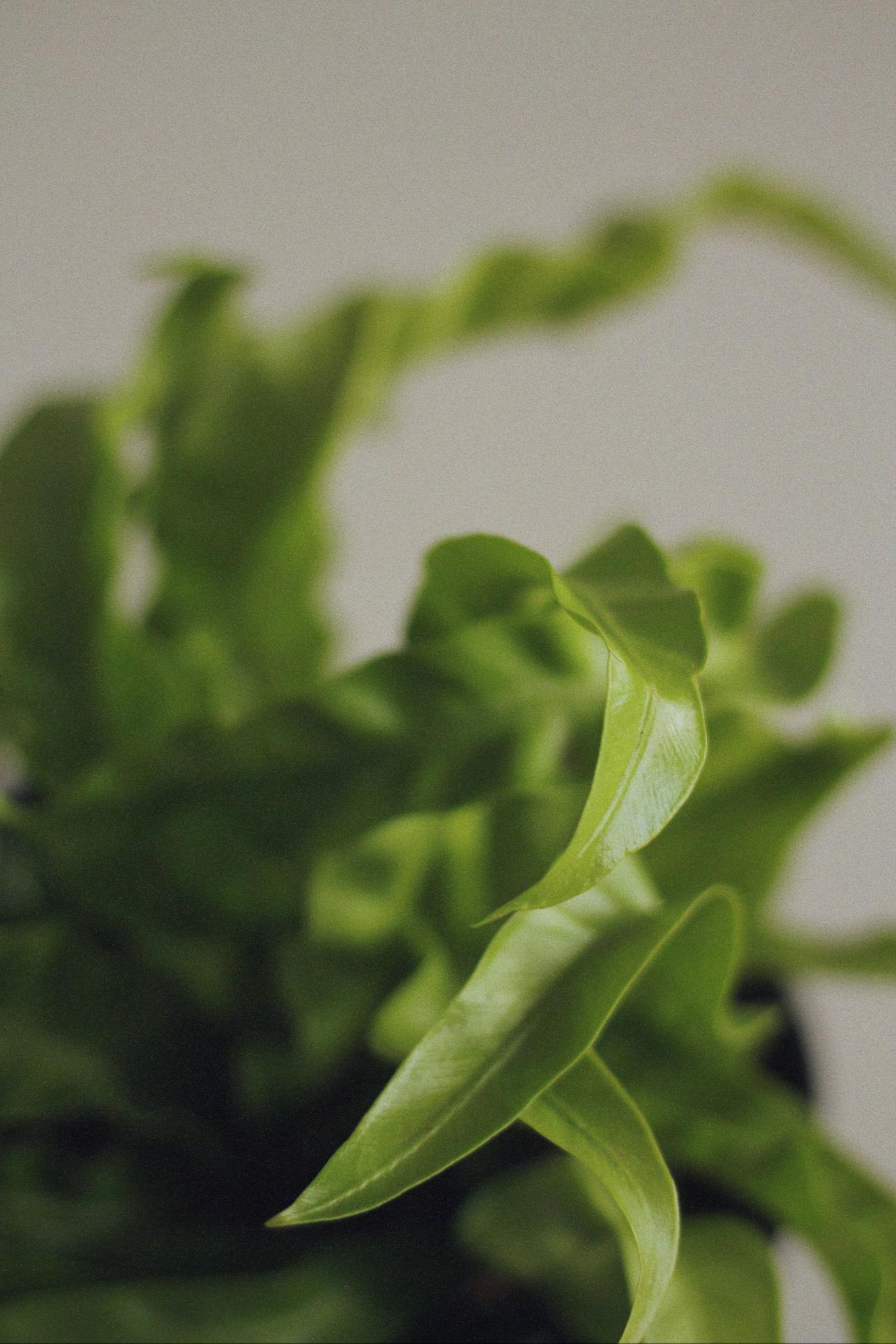 Асплениум Ураган