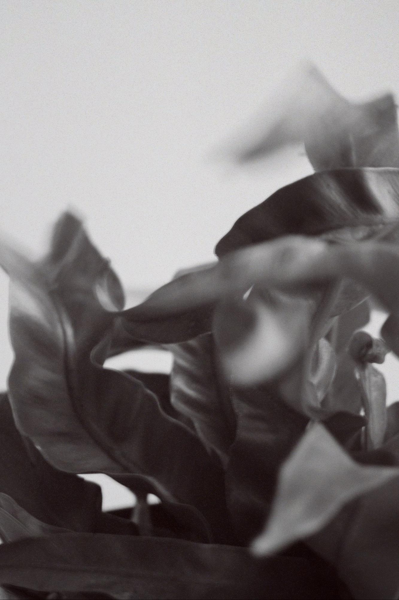 Асплениум Ураган