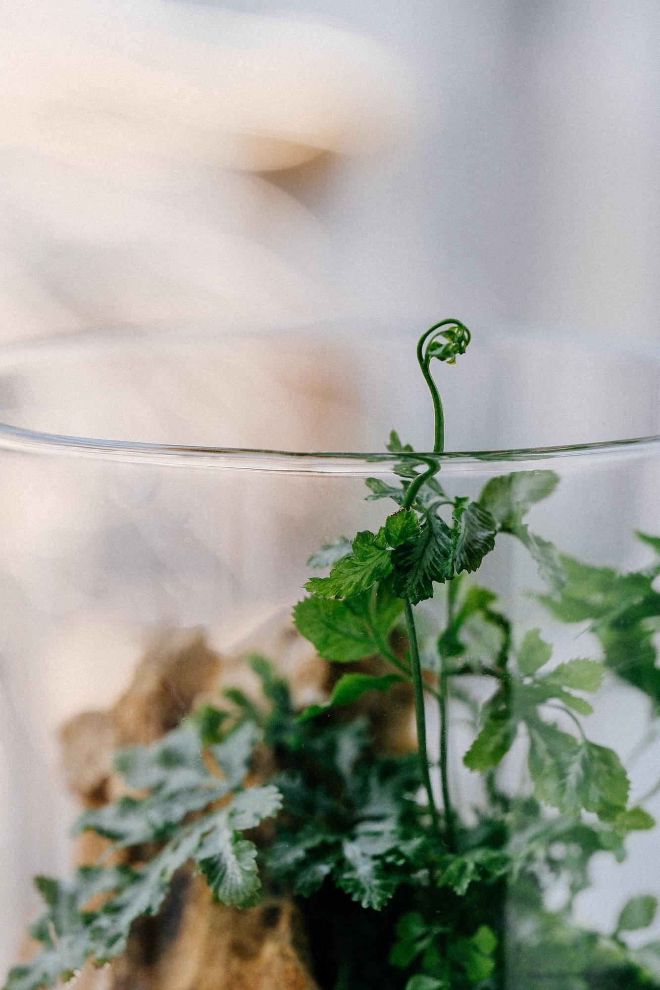 Лес в стекле Biolark XL