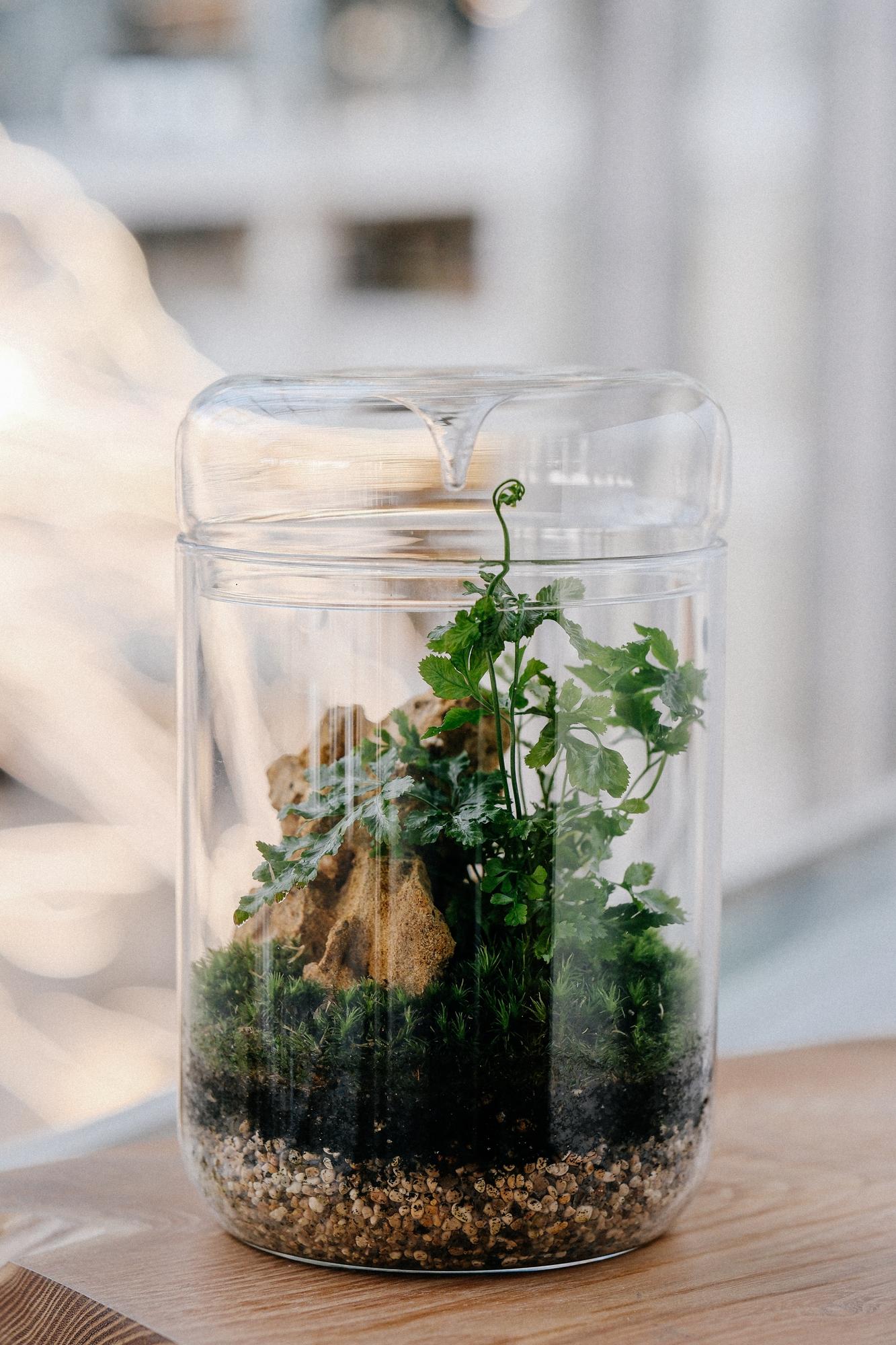 Лес в стекле Biolark XL