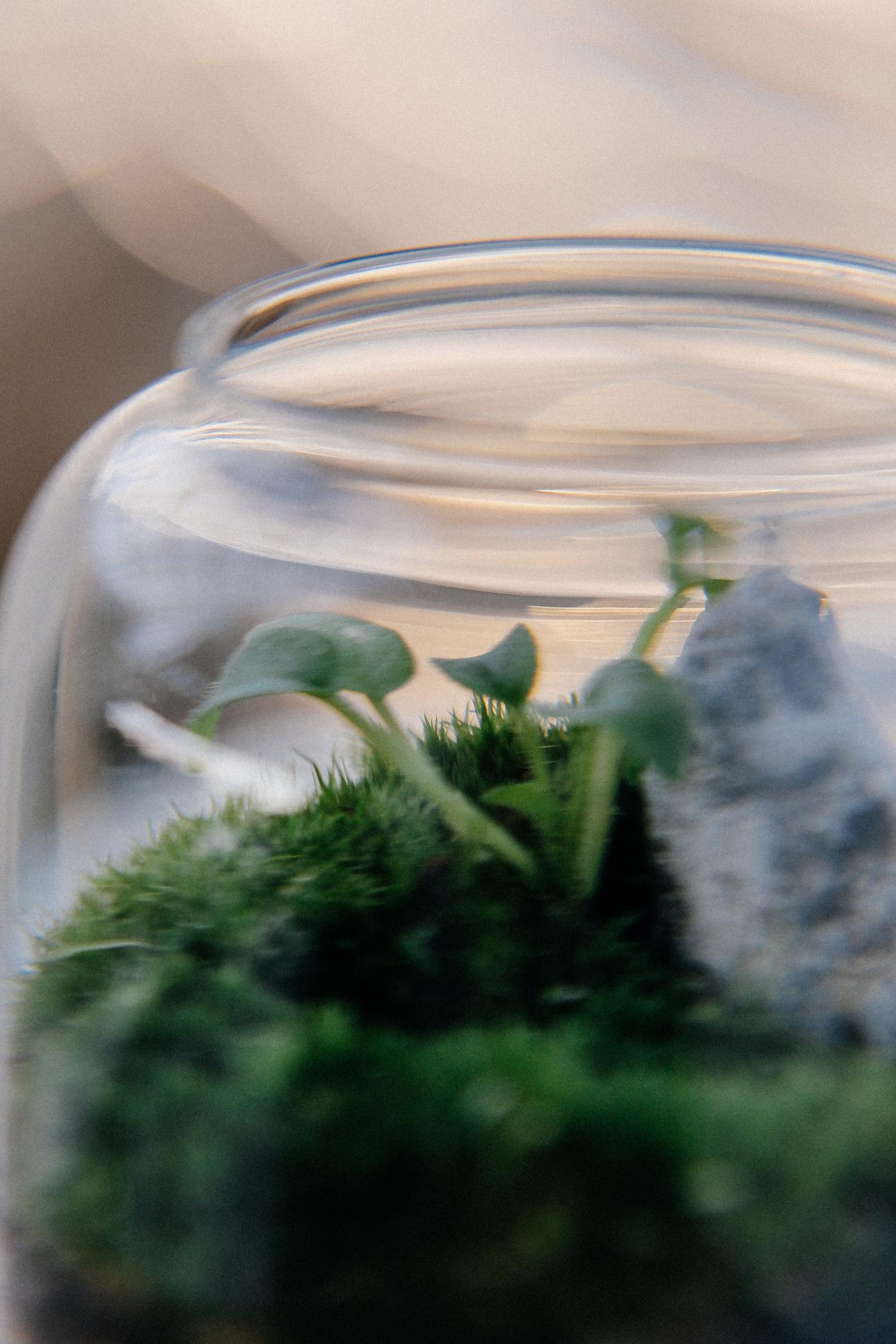 Моссариум "Пузырь"