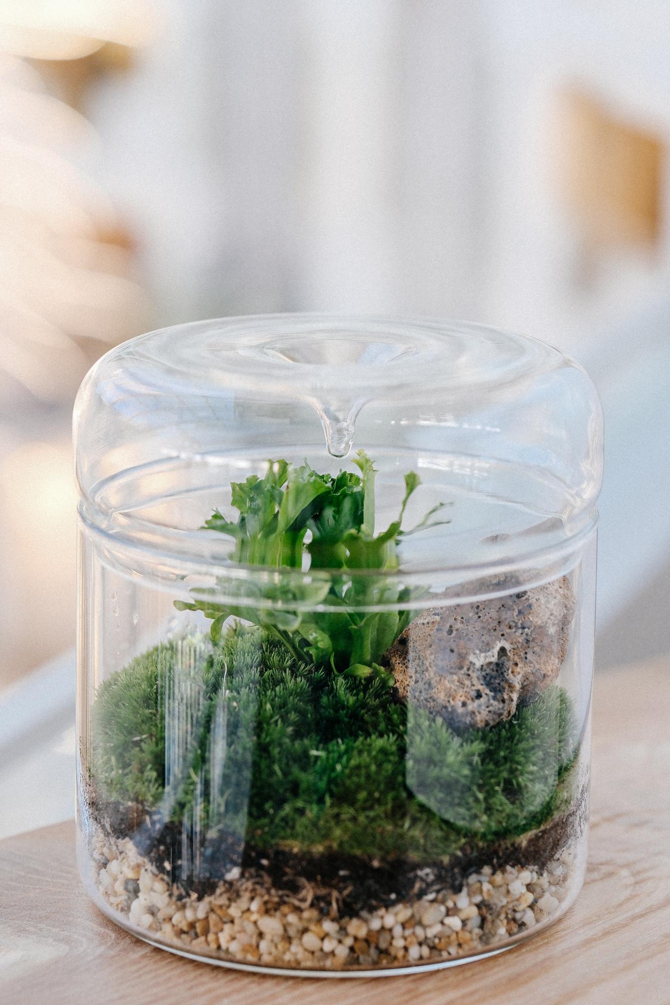 Лес в стекле Biolark L