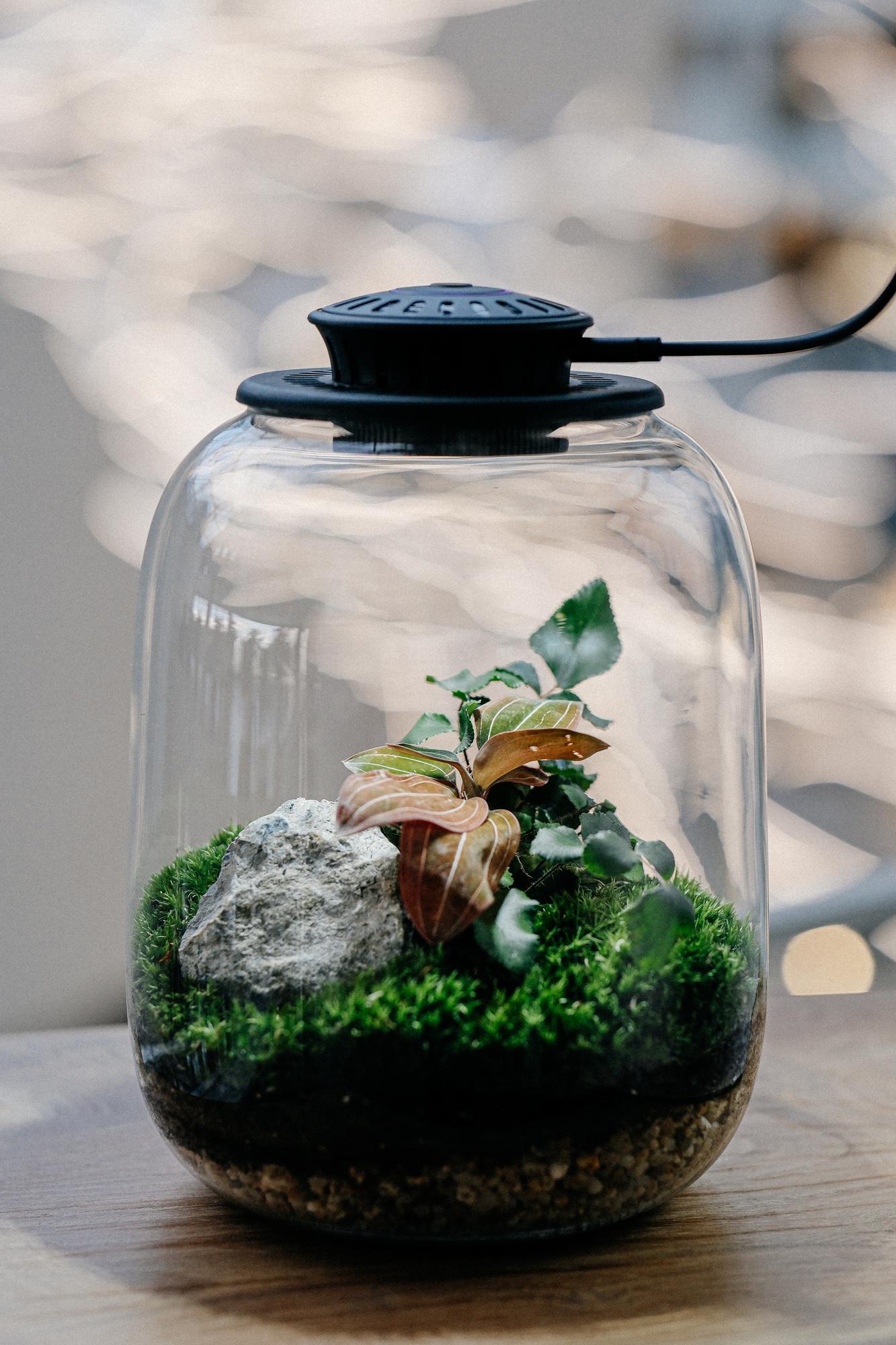 Лес в стекле Овал