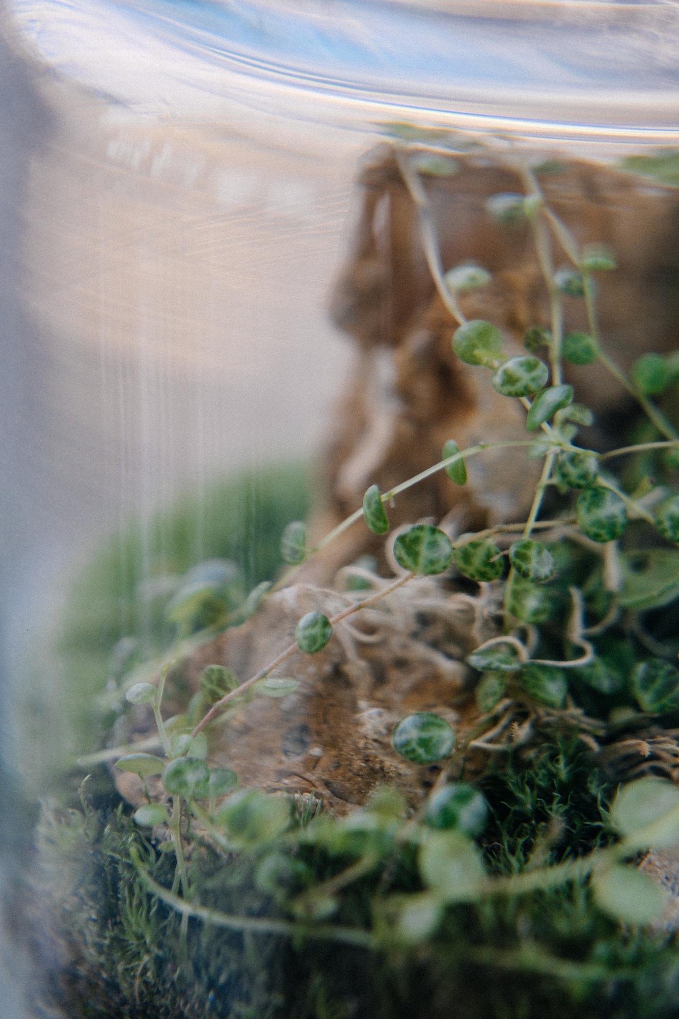 Лес в стекле Дэни М