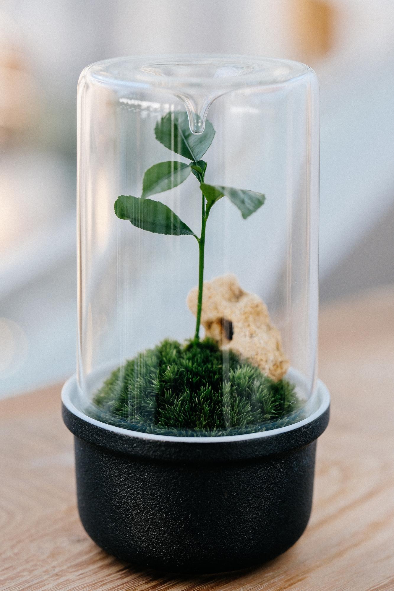 Лес в стекле Dome 80