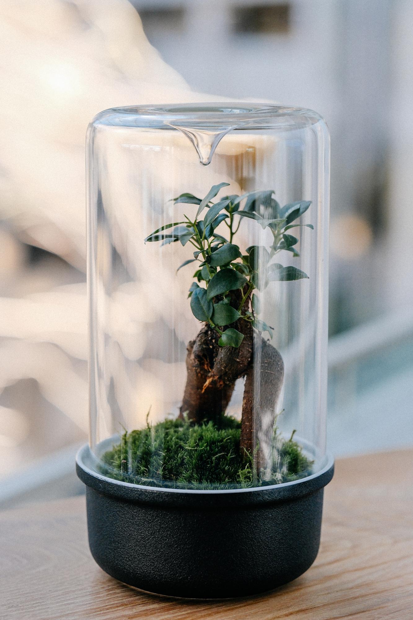 Лес в стекле Dome 120