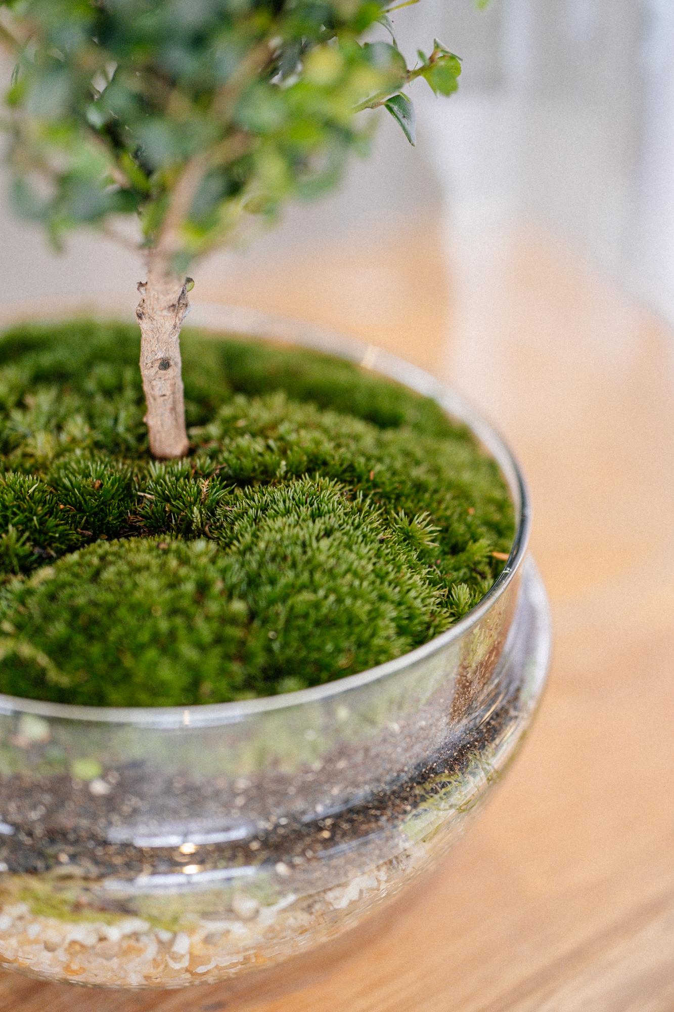 Лес в стекле cloche Мирсина