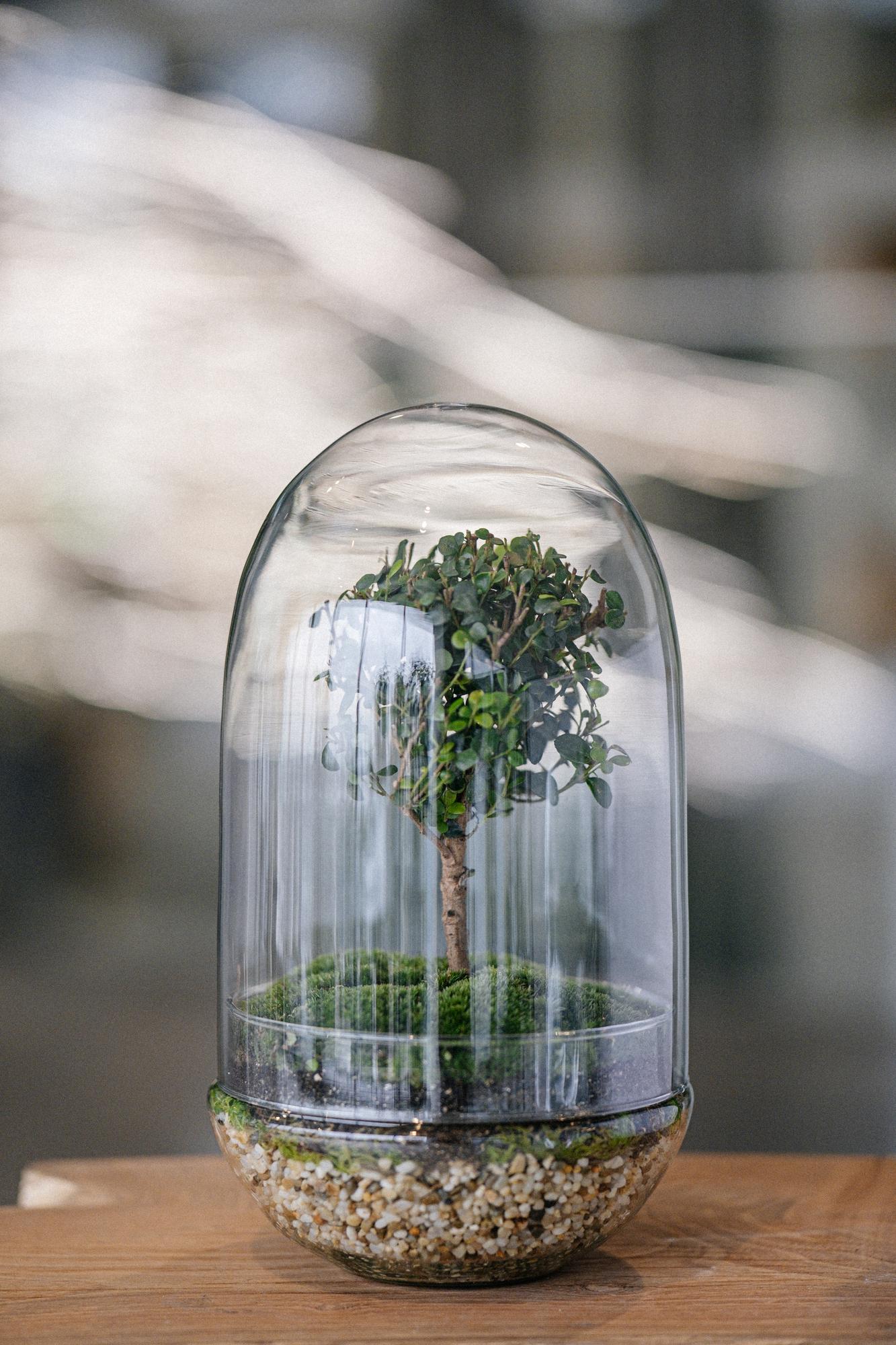 Лес в стекле cloche Мирсина