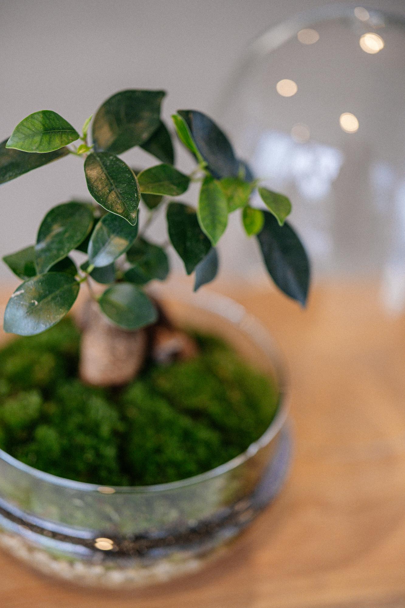 Лес в стекле cloche Гинсенг